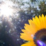 Closeup sunflower with beautiful lens flare