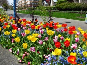 Tulips at the Quay