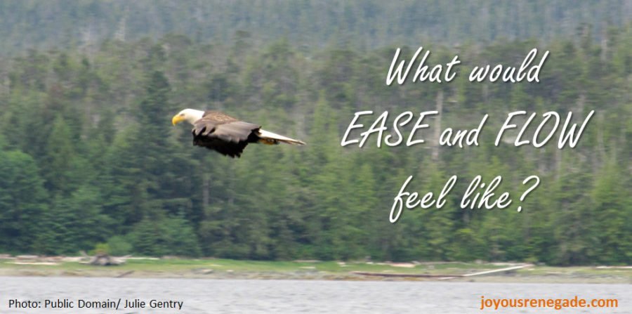 Bald eagle soaring on a wind current - ease and flow